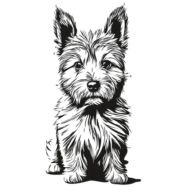 Norwich Terrier Собака Гравированный Векторный Портрет Лицо Мультфильм Винтажный Рисунок — стоковый вектор