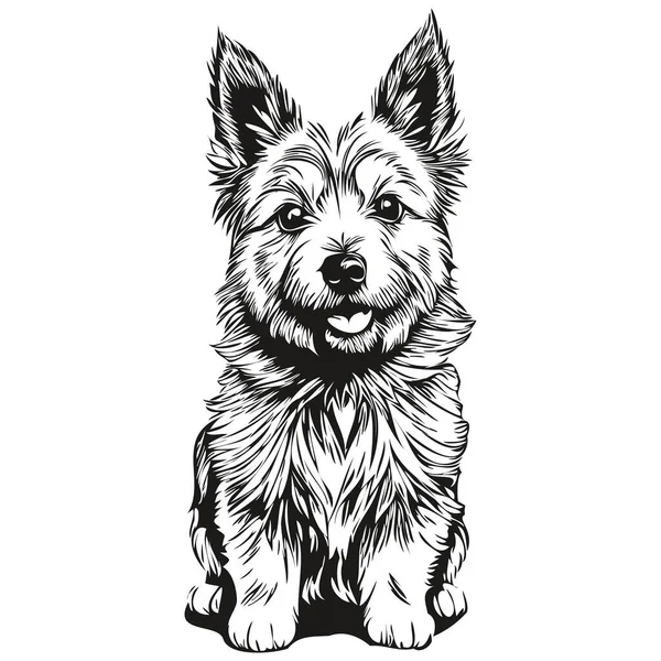 Norwich Terrier狗雕刻矢量肖像画 黑白素描人脸卡通画 — 图库矢量图片