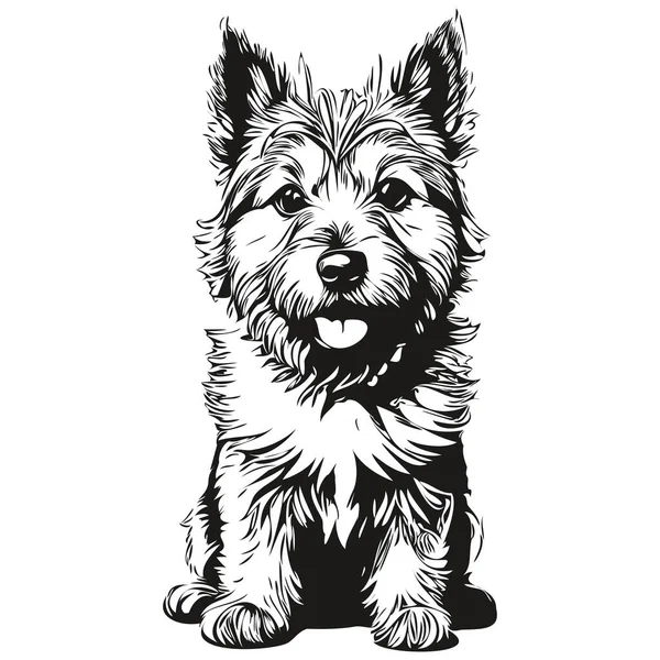Norwich Terrier狗墨水画 古色古香纹身或T恤印花黑白病媒逼真品种宠物 — 图库矢量图片