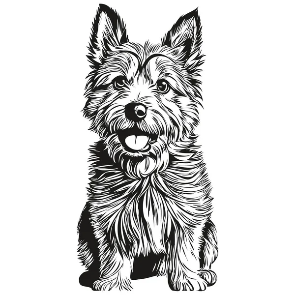 Norwich Terrier狗墨水画 古董纹身或T恤衫打印黑白矢量草图 — 图库矢量图片