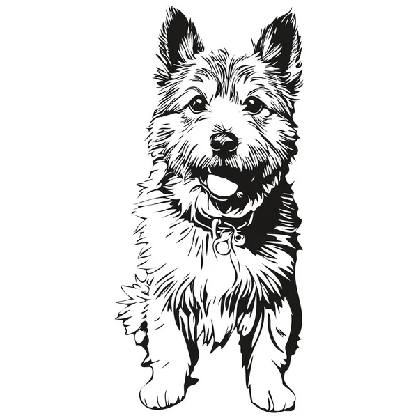 Norwich Terrier狗独立画白色背景 头尾宠物线图解现实品种宠物 — 图库矢量图片