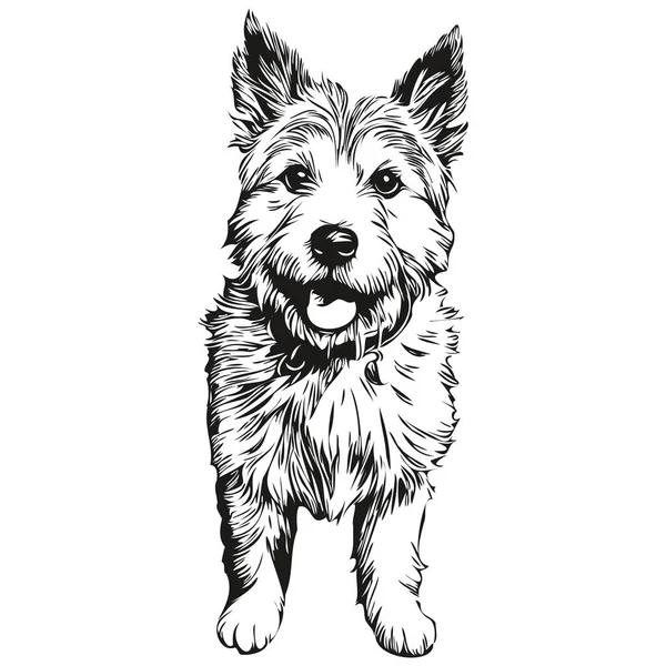 Norwich Terrier Dog Line Illustration Black White Ink Sketch Face — Stock Vector