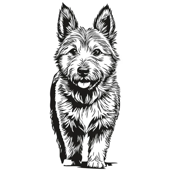 Norwich Terrier Dog Line Illustration Black White Ink Sketch Face — Stock Vector