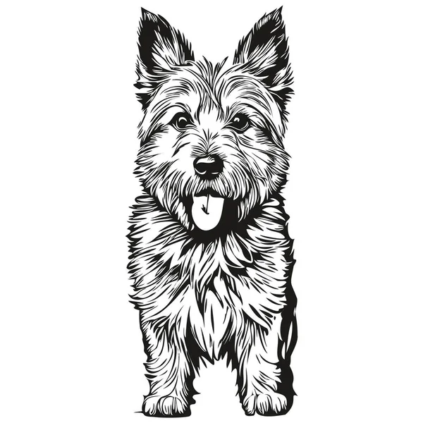 Ilustracja Linii Norwich Terrier Czarny Biały Szkic Twarzy Szkic Wektorze — Wektor stockowy