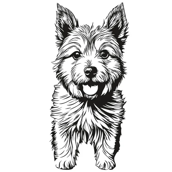 Norwich Terrier Pies Logo Wektor Czarno Biały Vintage Ładny Pies — Wektor stockowy
