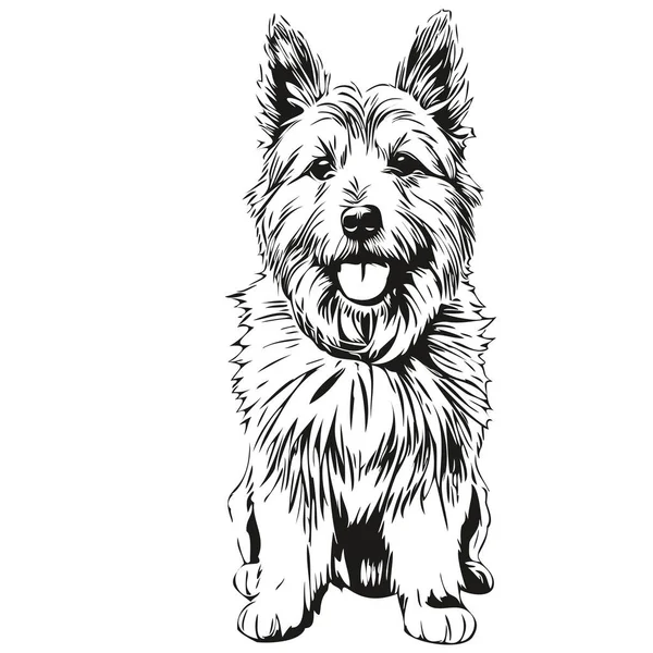 Norwich Terrier狗轮廓铅笔绘图 白色背景草图上的黑色字符 — 图库矢量图片