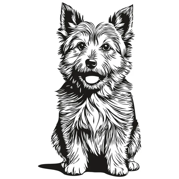 Norwich Terrier Pies Zarys Ołówek Rysunek Grafika Czarny Charakter Białym — Wektor stockowy