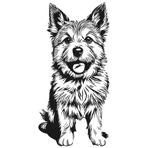Norwich Terrier Pies Ołówek Ręka Rysunek Wektor Zarys Ilustracja Zwierzę — Wektor stockowy