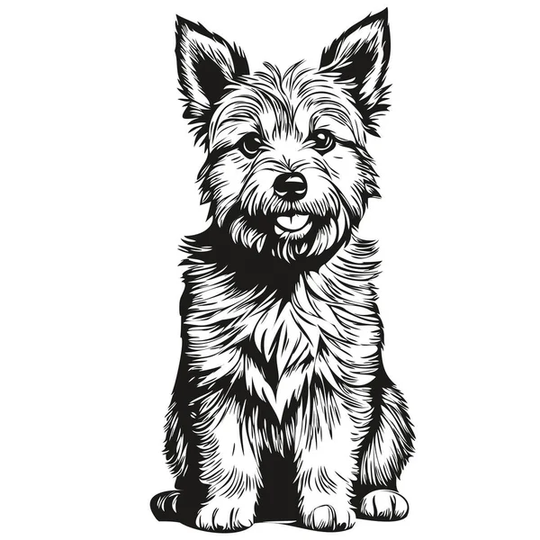Norwich Terrier Pies Zwierzę Sylwetka Zwierzę Linia Ilustracja Ręcznie Rysowane — Wektor stockowy