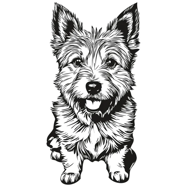 ノリッジテリア犬ペットのシルエット 動物のラインイラストの手が黒と白のベクトル現実的なペットのシルエットを描いた — ストックベクタ