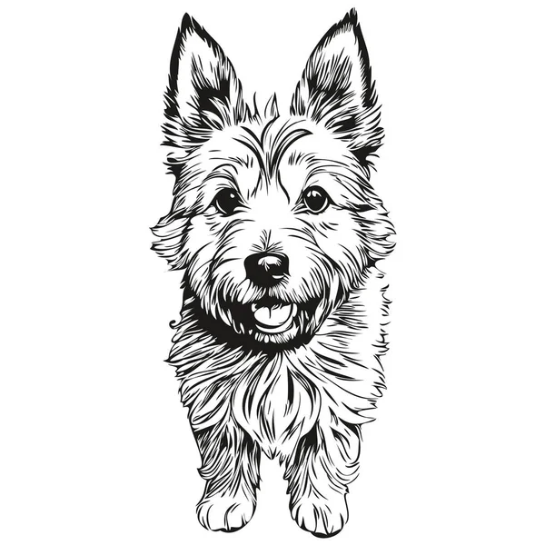 Norwich Terrier Hund Husdjur Skiss Illustration Svart Och Vitt Gravyr — Stock vektor