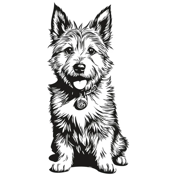 Norwich Terrier Pies Pet Szkic Ilustracja Czarny Biały Grawerowanie Wektor — Wektor stockowy