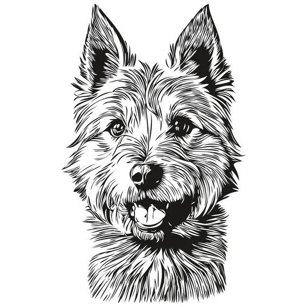 Norwich Terrier Pies Zwierzę Szkic Ilustracja Czarny Biały Rysunek Wektor — Wektor stockowy
