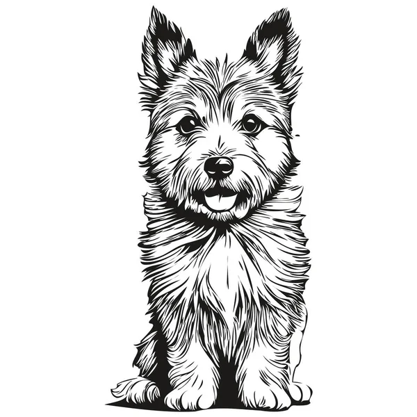 Norwich Terrier Dog Portrait Vector Animal Hand Drawing Tattoo Tshirt — Stock Vector