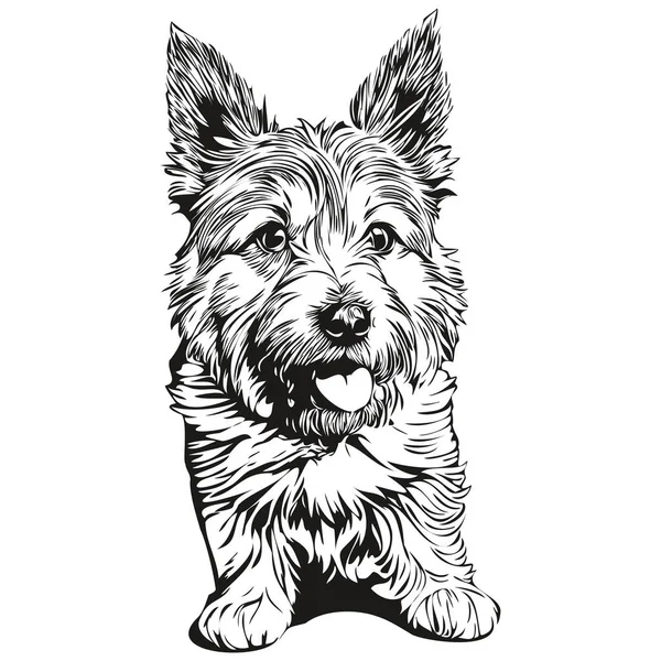 Norwich Terrier Dog Realistic Pencil Drawing Vector Line Art Illustration — Stock Vector