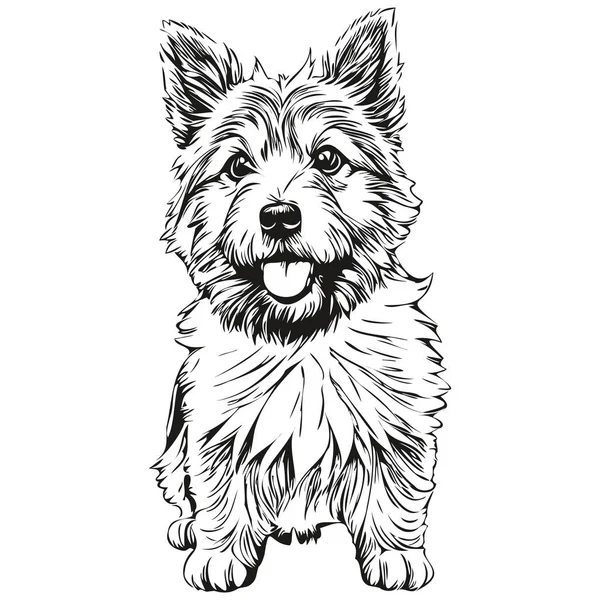 Norwich Terrier狗逼真宠物图解 手绘脸黑白矢量 — 图库矢量图片
