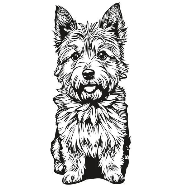 Norwich Terrier Chien Silhouette Animalier Personnage Clip Art Vecteur Animaux — Image vectorielle