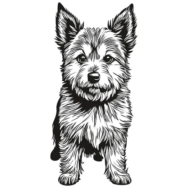 Norwich Terrier狗T恤黑色和白色打印 可爱有趣的轮廓画图矢量绘图 — 图库矢量图片