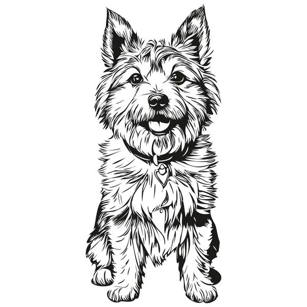 Norwich Terrier狗矢量图形 手绘铅笔动物线条图解逼真品种宠物 — 图库矢量图片