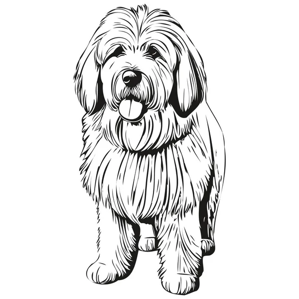 Vieux Chien Anglais Sheepdog Dessin Noir Vecteur Isolé Visage Peinture — Image vectorielle