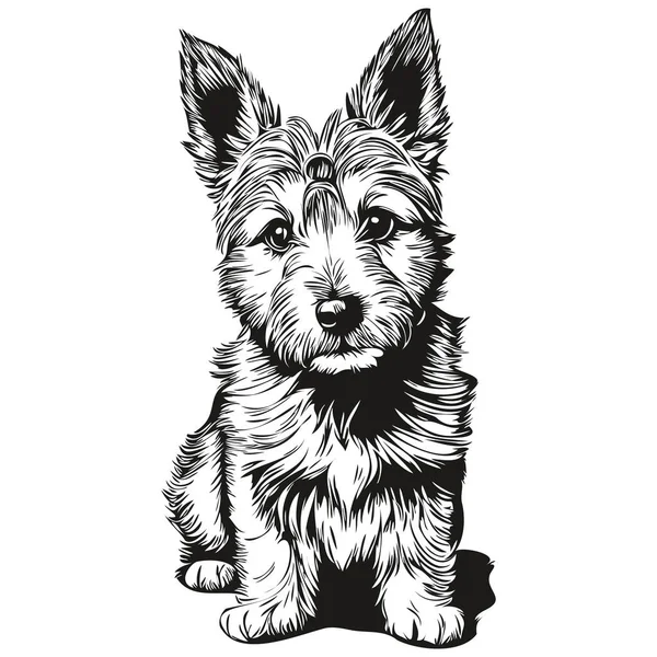 Norwich Terrier Hond Vector Graphics Met Hand Getekend Potlood Dierlijke — Stockvector