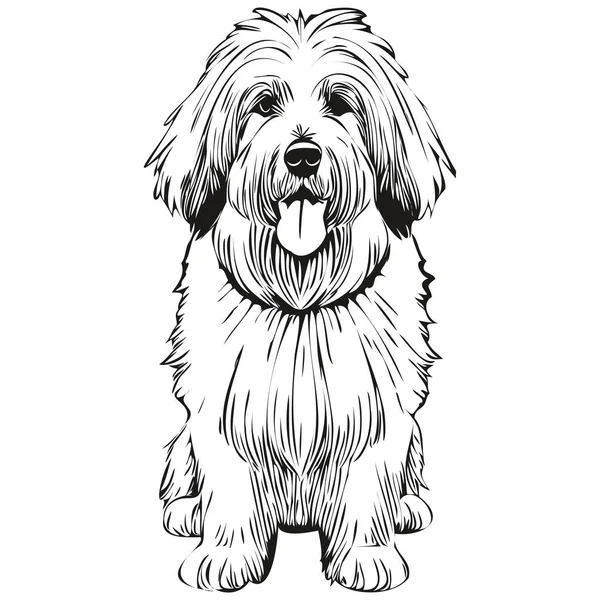 Vieux Chien Berger Anglais Vecteur Dessin Noir Illustration Ligne Croquis — Image vectorielle