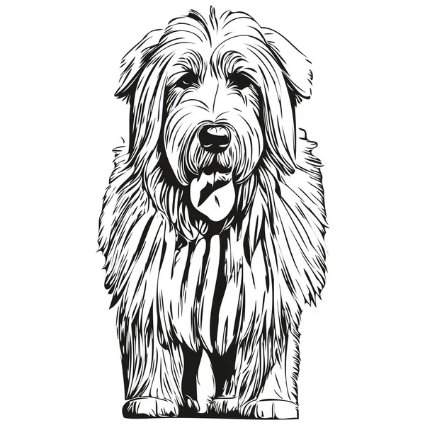 Vieux Chien Anglais Sheepdog Dessin Noir Vecteur Isolé Visage Peinture — Image vectorielle