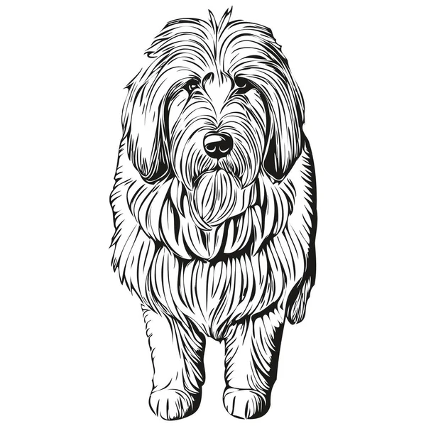 Gamla Engelska Sheepdog Hund Graverad Vektor Porträtt Ansikte Tecknad Vintage — Stock vektor