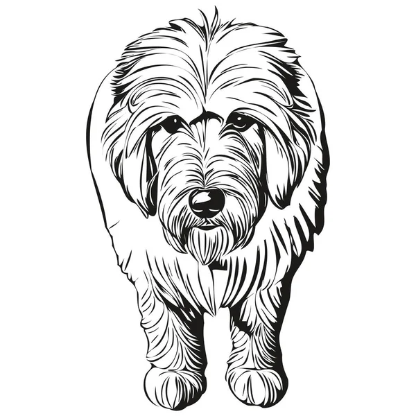 Gamla Engelska Sheepdog Hund Ansikte Vektor Porträtt Rolig Kontur Husdjur — Stock vektor