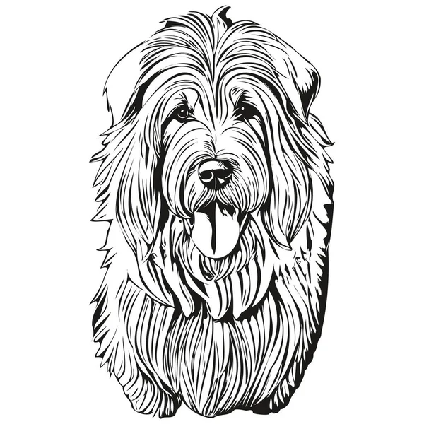 Gamla Engelska Sheepdog Hund Huvud Linje Ritning Vektor Handritad Illustration — Stock vektor