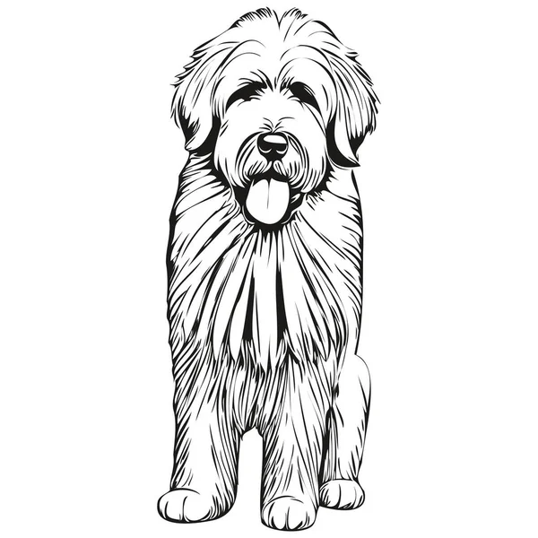 Старий Англійський Овечий Собака Чорнило Ескіз Малюнок Старовинне Татуювання Або — стоковий вектор