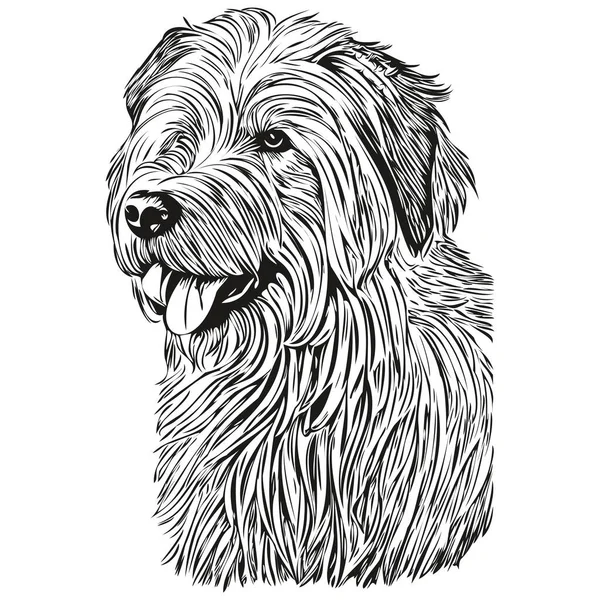 Velho Inglês Sheepdog Cão Isolado Desenho Fundo Branco Cabeça Pet —  Vetores de Stock