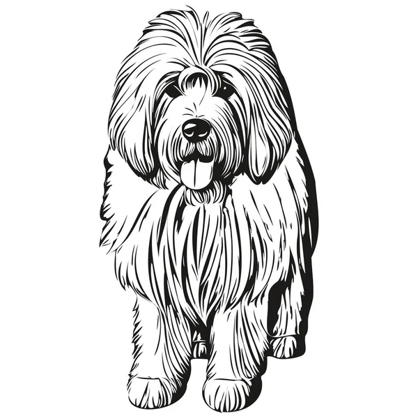 Old English Sheepdog Hund Isoliert Zeichnung Auf Weißem Hintergrund Kopf — Stockvektor