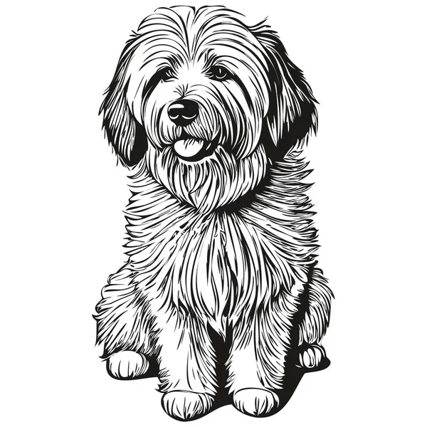 Velho Inglês Sheepdog Lápis Mão Desenho Vetor Esboço Ilustração Pet — Vetor de Stock