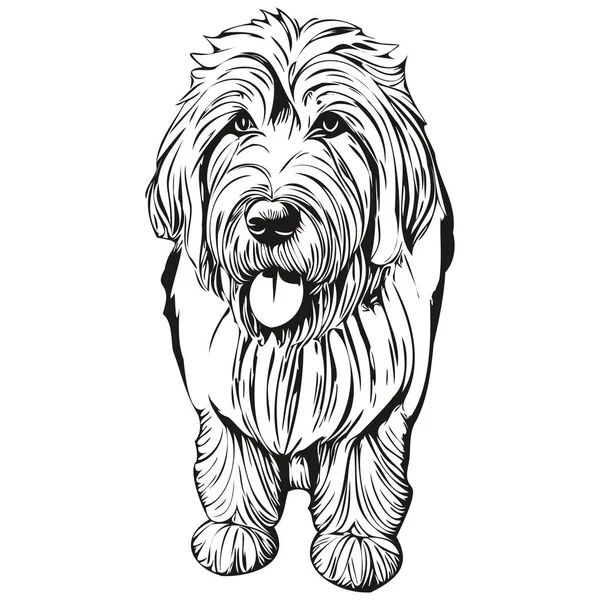 Gamla Engelska Sheepdog Hund Penna Hand Rita Vektor Kontur Illustration — Stock vektor