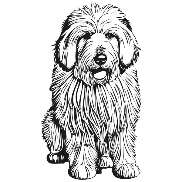 Velho Inglês Sheepdog Pet Esboço Ilustração Preto Branco Gravura Vetor — Vetor de Stock