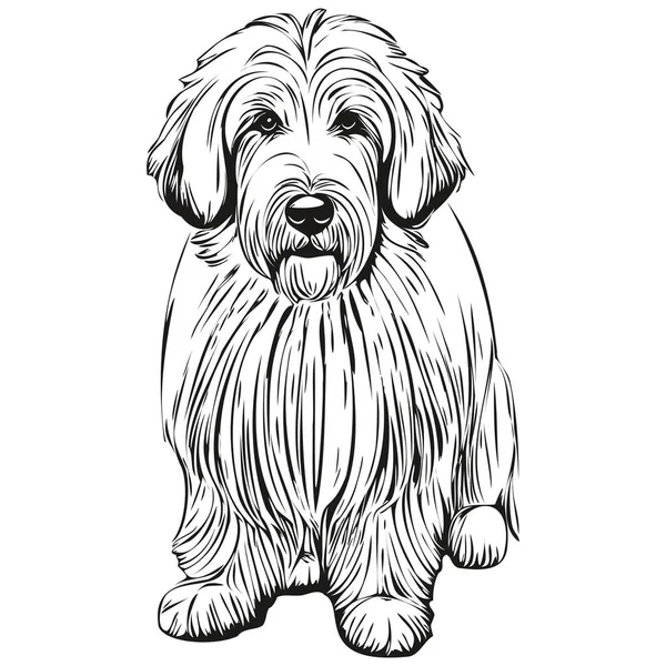 Παλιά Αγγλικά Sheepdog Σκυλί Πορτρέτο Διάνυσμα Ζώο Χέρι Σχέδιο Για — Διανυσματικό Αρχείο
