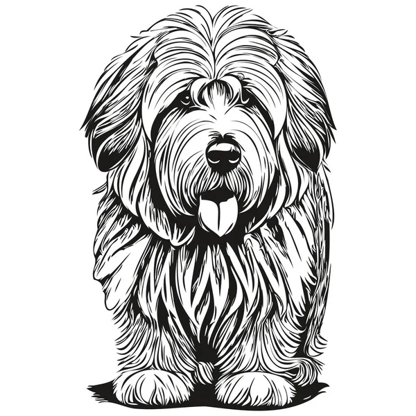 Velho Inglês Sheepdog Cão Realista Desenho Lápis Vetor Linha Arte —  Vetores de Stock