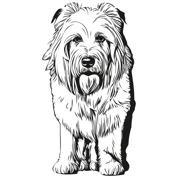 Antiguo Perro Pastor Inglés Realista Mascota Ilustración Dibujo Mano Cara — Archivo Imágenes Vectoriales