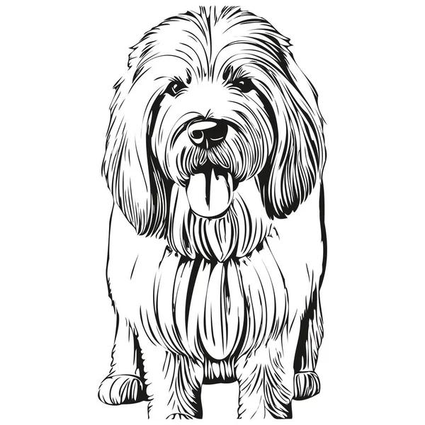 Vieux Chien Anglais Sheepdog Shirt Imprimé Noir Blanc Dessin Drôle — Image vectorielle