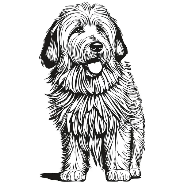 Παλιά Αγγλικά Sheepdog Σκυλί Διάνυσμα Πρόσωπο Σχέδιο Πορτρέτο Σκίτσο Vintage — Διανυσματικό Αρχείο