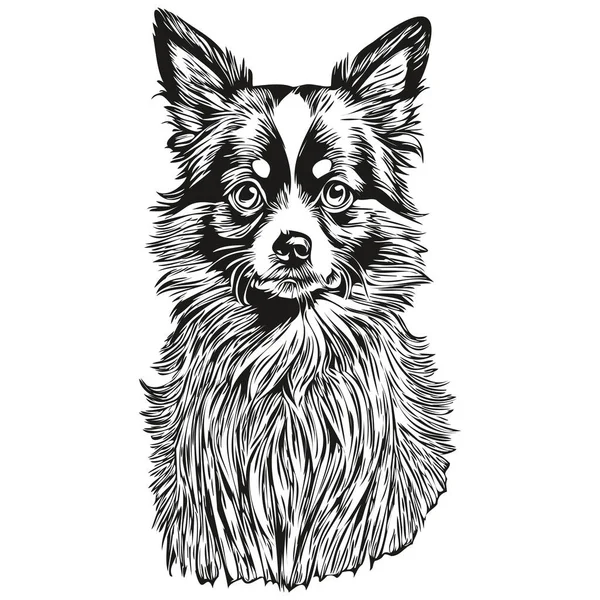 白の背景にパピヨン犬孤立図面 ヘッドペットラインイラスト — ストックベクタ