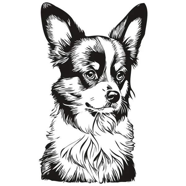 Папийонная Собачья Векторная Графика Рисунок Карандашной Линии Животного — стоковый вектор