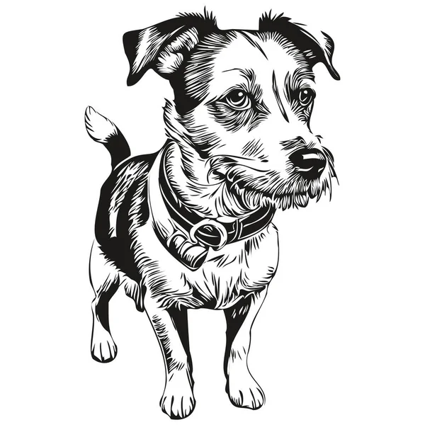 Parson Russell Terrier Hund Svart Ritning Vektor Isolerad Ansikte Målning — Stock vektor