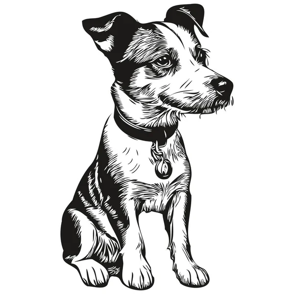 パーソンズ ラッセル テリア犬現実的なペットのイラスト 手描きの顔黒と白のベクトル — ストックベクタ