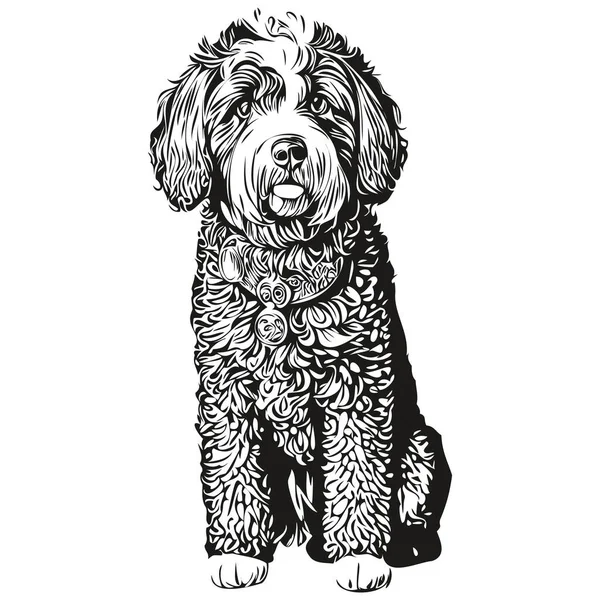 Português Water Dog Lápis Mão Desenho Vetor Esboço Ilustração Pet —  Vetores de Stock