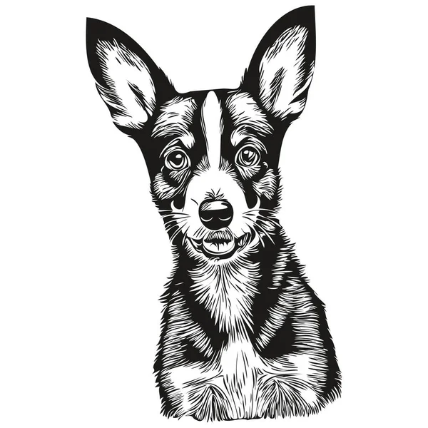Rat Terrier Dog Isolated Drawing White Background Head Pet Line — Stock Vector