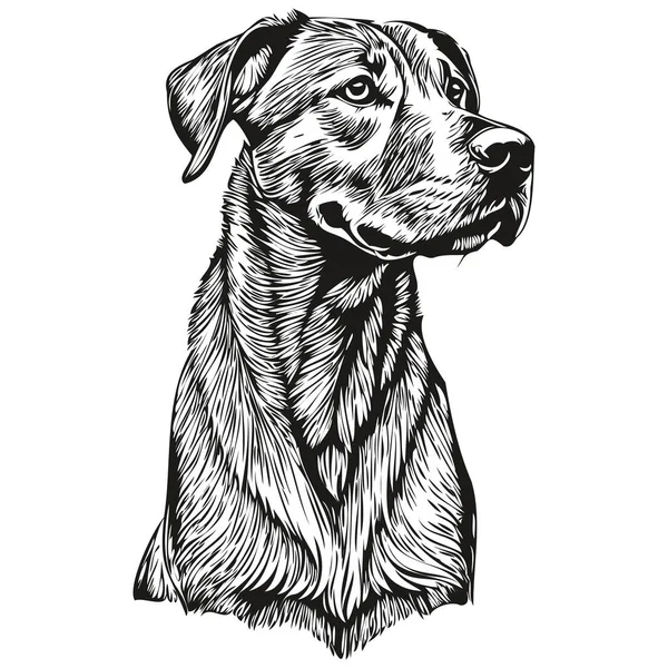 Rhodesian Ridgeback Cão Preto Desenho Vetor Isolado Rosto Pintura Esboço — Vetor de Stock