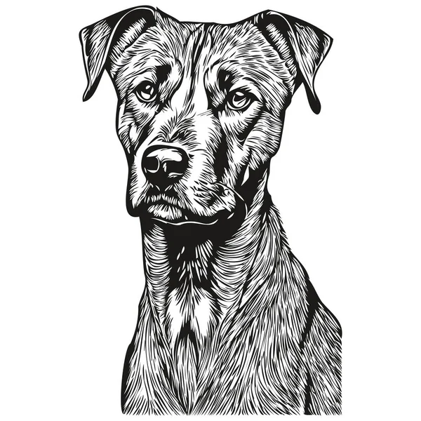Rhodesian Ridgeback Dog Engraved Vector Portrait Face Cartoon Vintage Drawing — Stock Vector