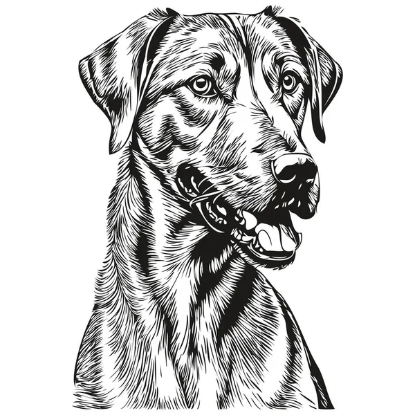 Rhodesian Ridgeback Dog Face Vector Portrait Funny Outline Pet Illustration — Stock Vector